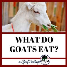 a goat eating grass with the words what do goats eat?