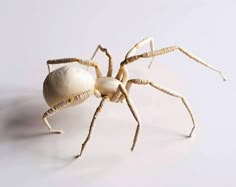 a close up of a spider on a white surface