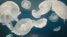 several jellyfish swimming in the water together