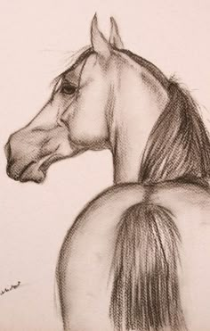 a pencil drawing of a horse's head