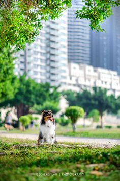 a dog is sitting in the grass with its mouth open