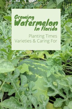 growing watermelon in florida planting times varieties and caring for