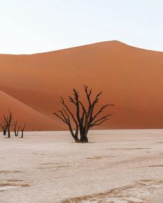 there are trees in the desert with no leaves on them and sand dunes behind it