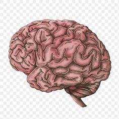 a drawing of a human brain on a transparent background, hd png clipart