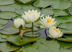 two white water lilies are in the pond