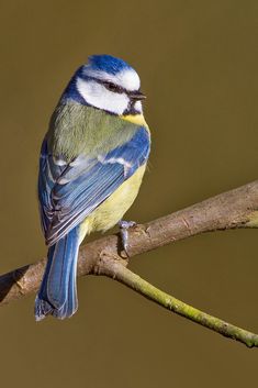 a blue and yellow bird sitting on top of a tree branch