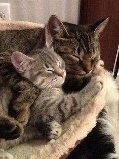 two cats cuddle together in a cat bed