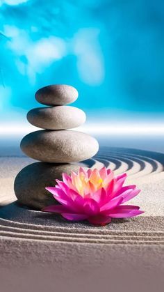 a pink flower sitting on top of a pile of rocks next to a water lily