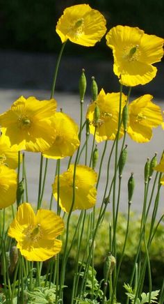 some yellow flowers are growing in the grass