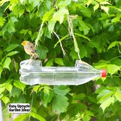 a bird sitting on top of a plastic bottle hanging from a tree filled with green leaves