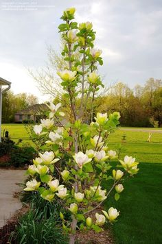 a tree with white flowers and green leaves in the middle of a lawn area next to a house