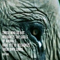 an elephant's eye with the quote those who do not recognize the souls of animals have yet to recognize their own souls