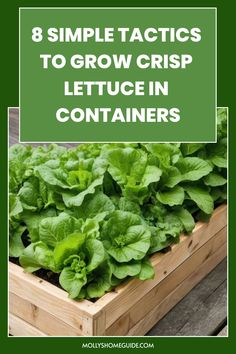 lettuce growing in a wooden box with the title 8 simple tricks to grow crisp lettuce in containers