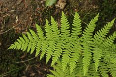 a close up of a green plant with lots of leaves in the foreground and dirt on the ground behind it