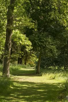 a path in the woods with trees and grass