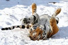 a tiger rolling around in the snow on its back with it's legs spread out