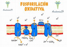 the diagram shows how fosforilation oxidativ is used