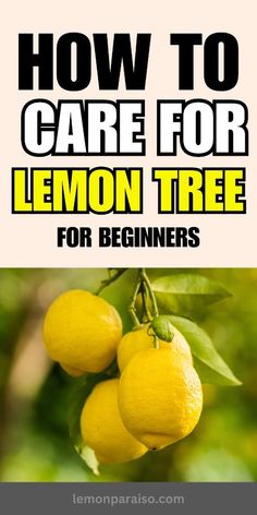 lemon tree with the title how to care for lemon tree for beginners