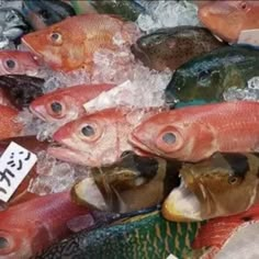 many different kinds of fish on ice