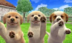 four puppies standing in front of a fence with their paws up to the camera