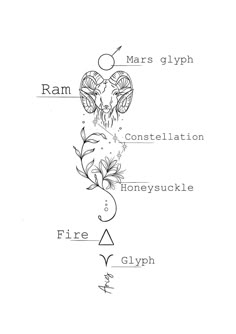 the diagram shows different parts of an animal's body