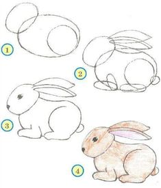 the steps to draw a rabbit