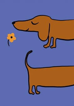 two brown dogs standing next to each other with a flower in front of them on a blue background