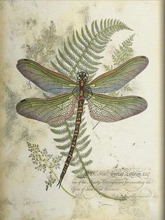 a drawing of a dragonfly sitting on top of a fern leaf with its wings spread