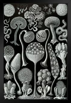 a black and white drawing of different types of plants, mushrooms, and other things