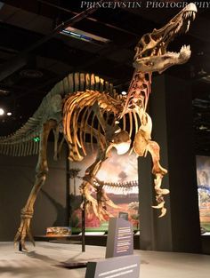 a dinosaur skeleton is on display in a museum