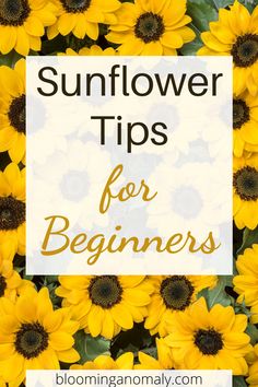 sunflower tips for beginners with the title overlay that reads, how to use sunflower tips for beginners