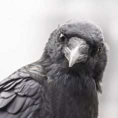 a black bird sitting on top of a wooden table next to a white wall in the background