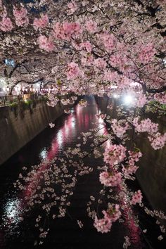 cherry blossoms are blooming on the trees along the riverbank at night in tokyo, japan