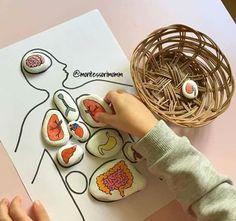 a child's hand touching buttons on top of a piece of paper with an image of the human body