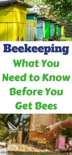 beekeepering what you need to know before you get bees