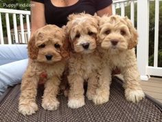 three puppies sitting on top of a woman's lap