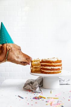 a dog sticking its tongue out to eat a piece of cake