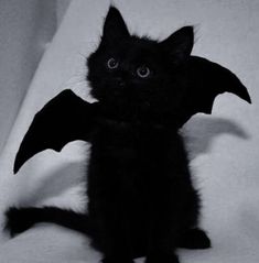 a small black cat sitting on top of a white bed next to a bat shaped stuffed animal