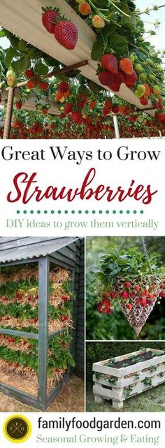 several pictures of strawberries growing in the garden with text overlay that says great ways to grow strawberries