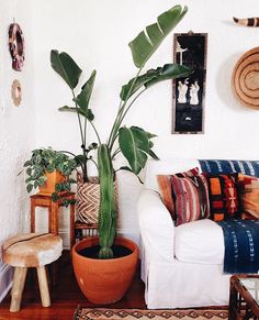 a living room filled with furniture and a large potted plant