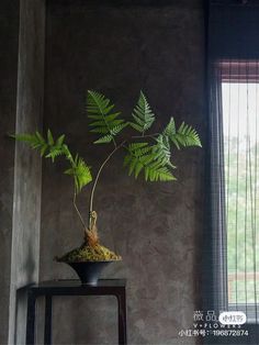 a potted plant sitting on top of a wooden table in front of a window