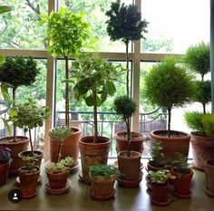 there are many potted plants on the windowsill