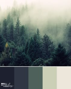 a forest filled with lots of trees covered in fog