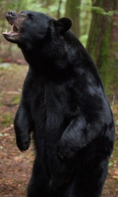 a black bear standing on its hind legs in the woods with it's mouth open