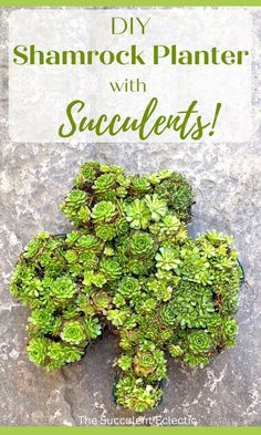 a green plant with the words diy shamrock planter with succulents