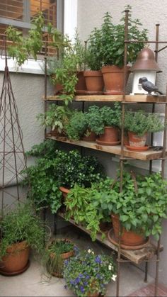 there are many potted plants on the shelves