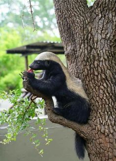 a black and white animal sitting on top of a tree