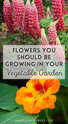 flowers with text overlay that says, flowers you should be growing in your vegetable garden