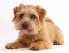 a small brown dog laying on top of a white floor