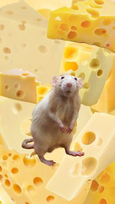 a rat sitting on top of cheese slices